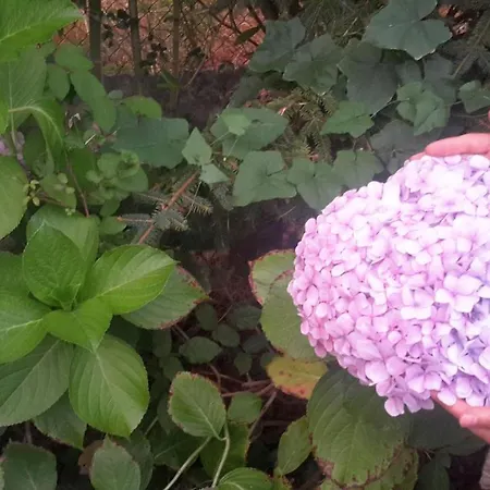 Casa 3 Aguias 4* Αβέιρο