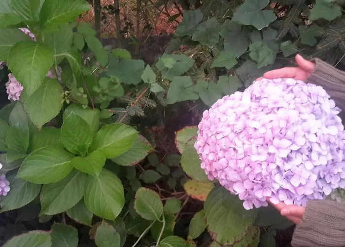 Casa 3 Aguias 4* Aveiro